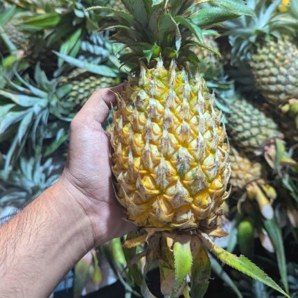 পাহাড়ি আনারস | Pahari Pineapple | Sweet & Juicy Pineapple